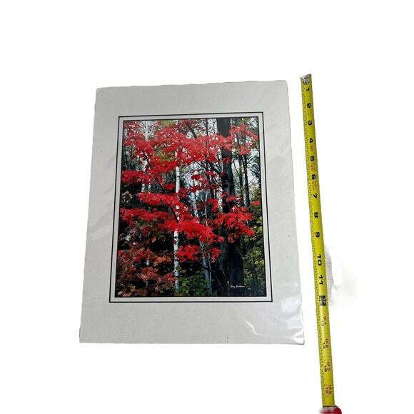 Maples & Birch Nature Photography With Matte For Wall Art By Harry Bowden 14x11” - Picture 7 of 7